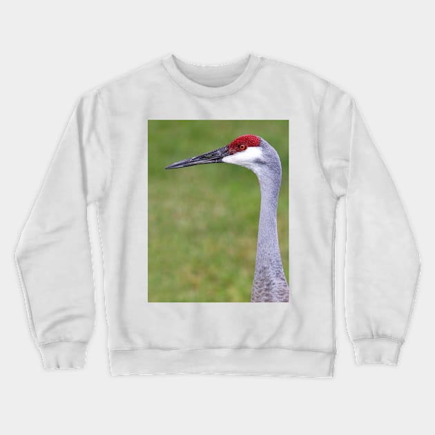 Sandhill Crane Crewneck Sweatshirt by Jim Cumming